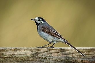 Sädesärla, bild 7 preview