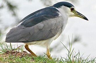 Natthäger