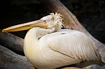 Krushuvad pelikan, bild 3 preview