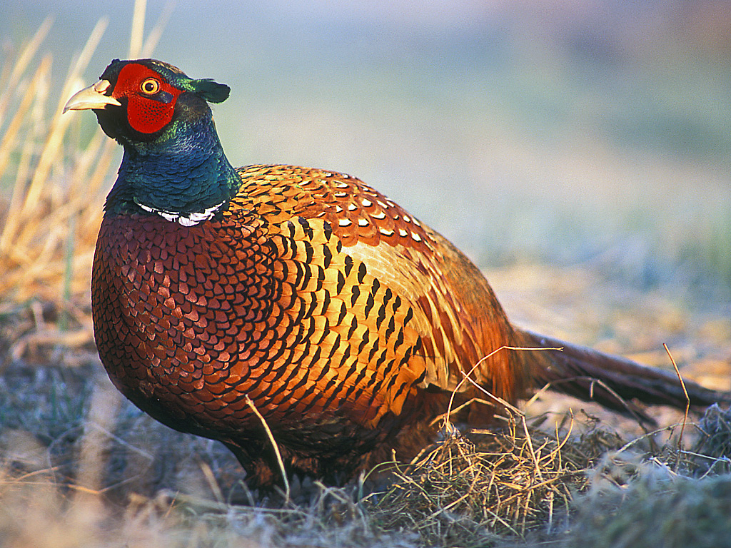Fasan, bild 1