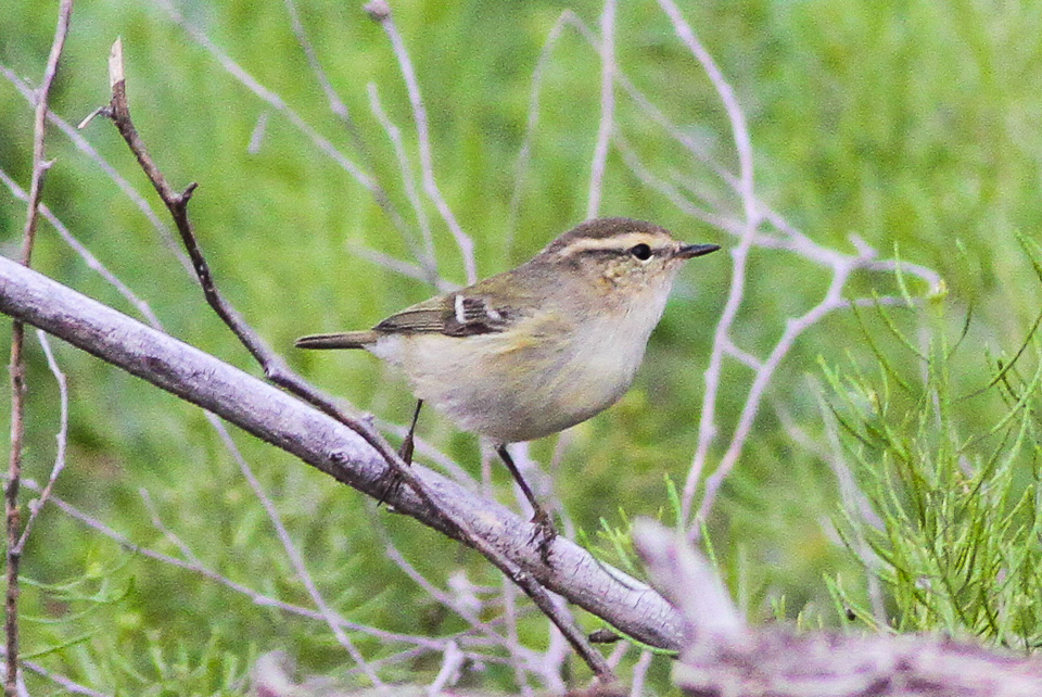 Bergtajgasångare, bild 2