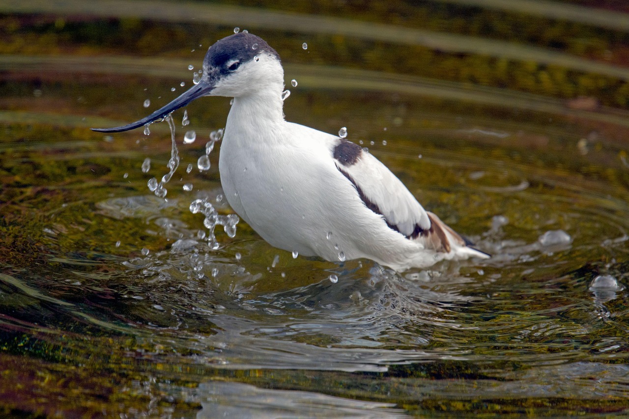 Skärfläcka, bild 4