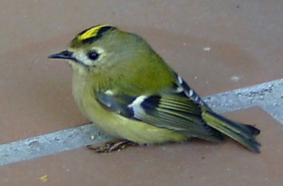 Kungsfågel, bild 2