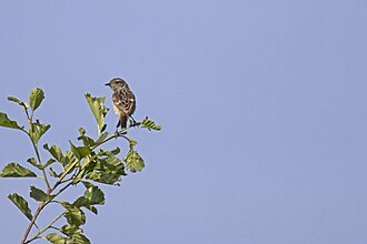 Svarthakad buskskvätta, bild 3 preview