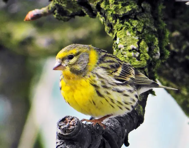 Gulhämpling, bild 1