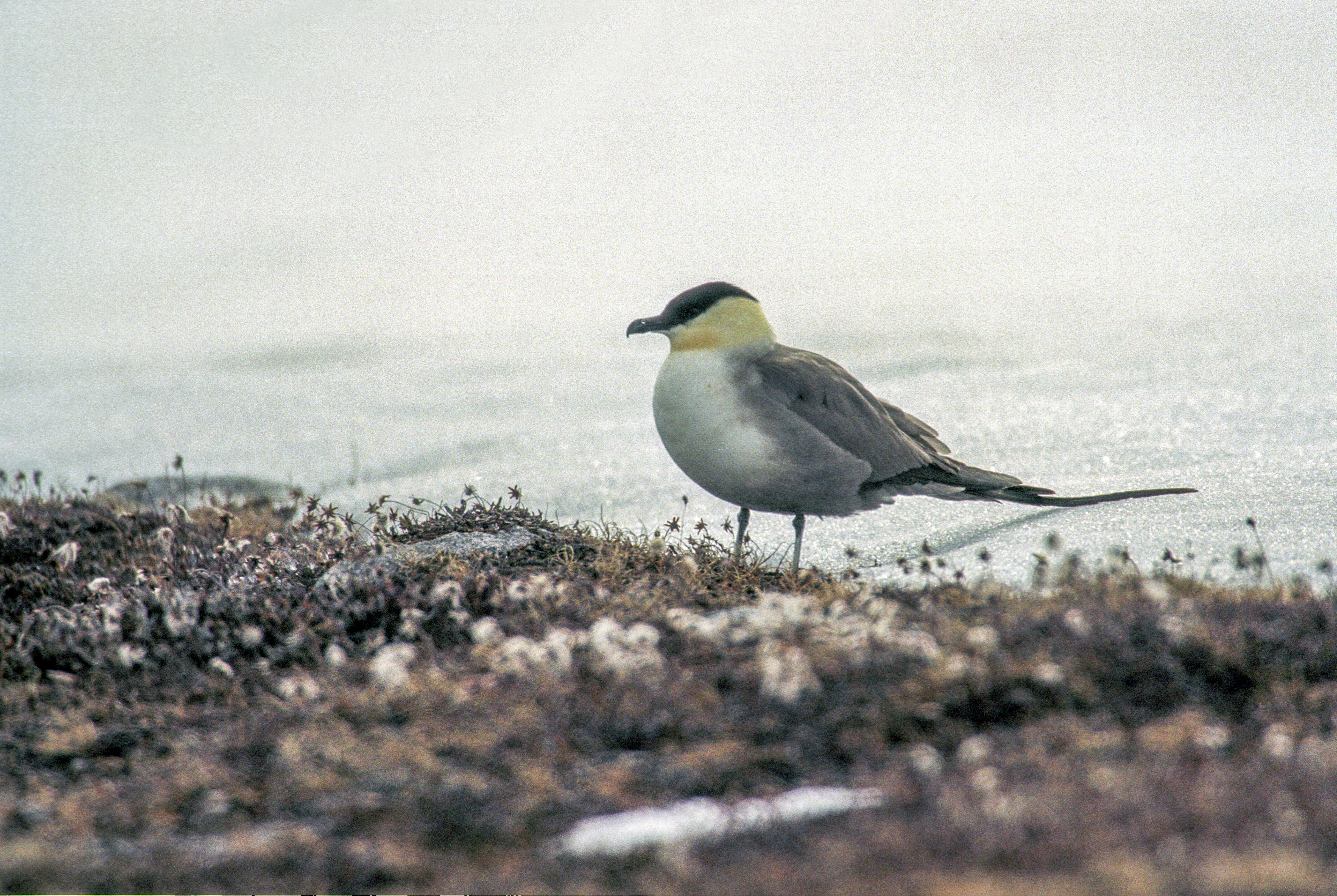 Fjällabb, bild 1