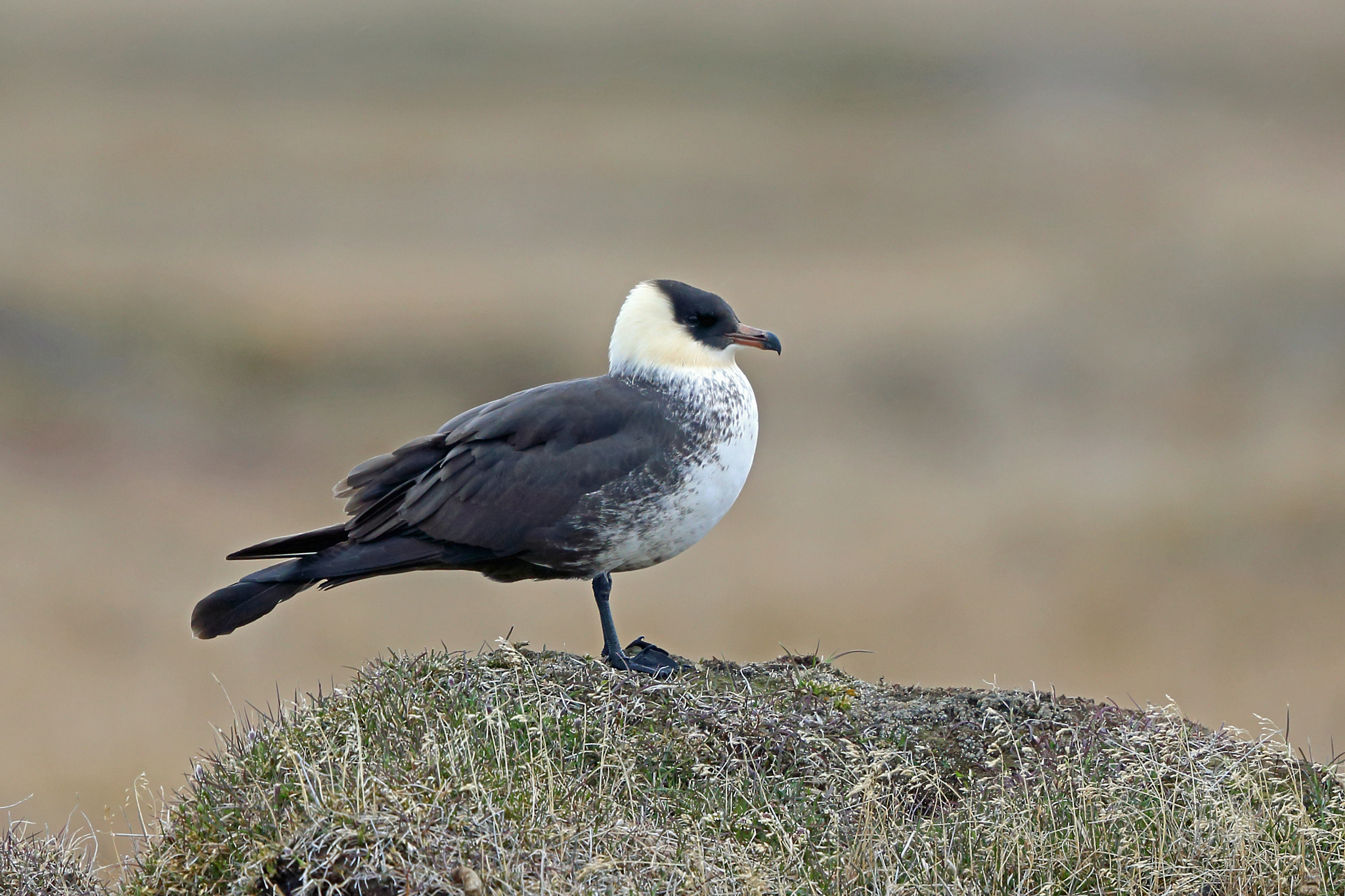 Bredstjärtad labb, bild 5