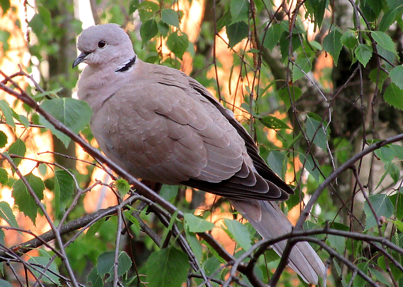 Turkduva, bild 7