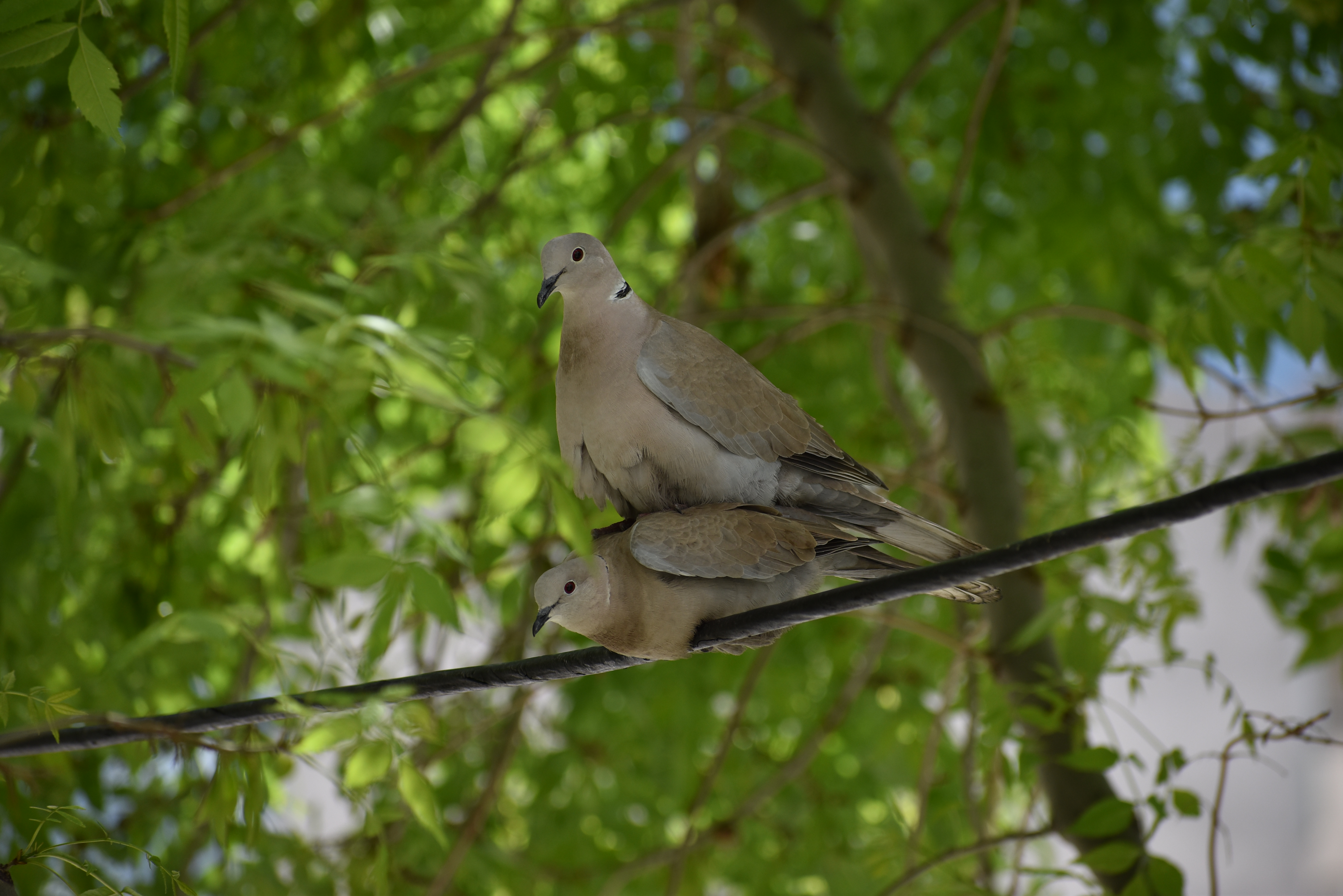 Turkduva, bild 9