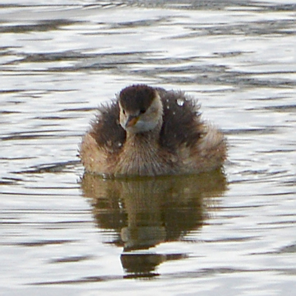Smådopping, bild 2